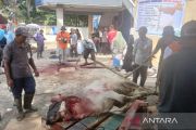 DKPPP Temanggung memusnahkan cacing hati hewan kurban di Kowangan