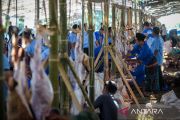 Penyembelihan seribu hewan kurban di Serang