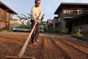 Lampung terima bantuan bibit perkebunan sebesar Rp210,58 miliar