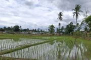 Luas cetak sawah di Provinsi Lampung pada 2026 capai 1.480 hektare