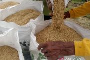 PemKab PPU sebut stok pupuk subsidi cukupi kebutuhan petani