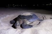 Survei KKP dan YKAN ungkap habitat peneluran penyu di Berau berkondisi hijau