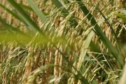 Dari program cetak sawah Kalsel, 14 ribu hektar mulai masa panen