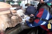 Jelang Idul Adha, Balai Karantina Kalteng perketat masuknya sapi