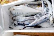Koperasi produsen Rempang Eco City siap distribusikan ikan hasil KNMP