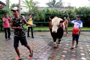 "Diego" milik warga Temanggung jadi sapi kurban Presiden