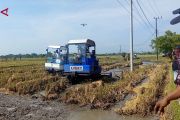 Antisipasi kemarau El Nino Godzila, Jatim percepat penanaman padi