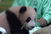 Bayi panda pertama Indonesia segera sambut pengunjung