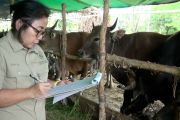 DKPP lakukan pemeriksaan intensif hewan kurban jelang Idul Adha