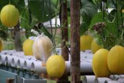 Hortikultura hidroponik jadi penunjang ekonomi warga Pasir Palembang