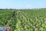 Kemarau kering karena El Nino, Ngawi tambah luas tanam tembakau