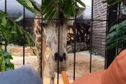 Konsep konservasi satwa dan edukasi diusung dalam lelang Bandung Zoo