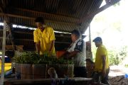 Lapas Namlea optimalkan potensi kayu putih Pulau Buru