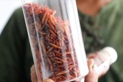 Pasar Anyar Tangerang budidaya maggot pengolah sampah&nbsp;organik