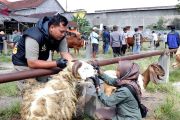 Sapi dan kambing kurban di pasar hewan Temanggung diperiksa intensif