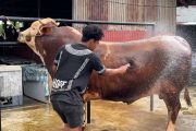 Sapi 1,1 ton dari Presiden untuk warga terdampak bencana di Padang