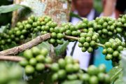 Temanggung tambah luasan tanam kopi untuk tingkatkan produksi