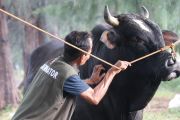 DP2KP Banda Aceh pastikan sapi bantuan Presiden sehat Jelang Idul Adha