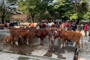 Kekurangan hewan kurban, Sleman datangkan sapi dari luar daerah
