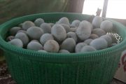 Telur bebek Desa Sambora Mempawah laris manis jelang Idul Adha