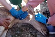 Temanggung ambil sample darah rusa untuk cegah penyakit zoonosis