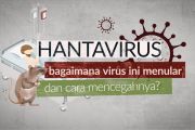 Kenali Hantavirus dan panduan praktis mencegah penularannya
