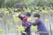 ULM lakukan monitoring pertumbuhan tanaman mangrove di Tanah Laut