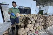 Apdurin: Sulteng perlu siapkan 100 ribu lahan kalau jadi raja durian