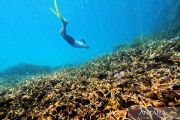 Menikmati keindahan terumbu karang dan hutan mangrove di Berau