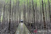 Kaltim angkat wisata berbasis konservasi mangrove