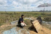 Bulog Lampung catat serapan gabah petani hingga awal Juni capai 400.000 ton