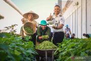 Lapas Lombok Barat panen perdana edamame hasil tanam warga binaan