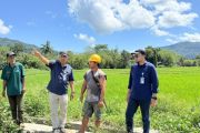 Bulog NTT serap beras 3.992 ton hasil panen petani