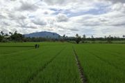 Dinas KPTPH Lampung sebut bantuan benih wajib sertakan poligon lahan