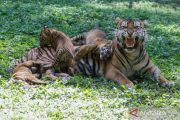 Empat anak harimau sumatra muncul perdana di TSI Prigen