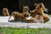 Empat anak harimau sumatra muncul perdana di TSI Prigen