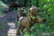 Empat anak harimau sumatra muncul perdana di TSI Prigen
