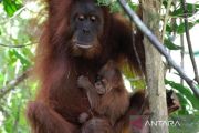 Kemenhut: Survei perlihatkan ada 11.694 individu orangutan sumatera