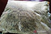 Dinsos Aceh Barat sortir beras bantuan yang rusak dan berkutu