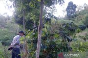 BBTNKS turunkan tim untuk dalami laporan kemunculan harimau di Kerinci