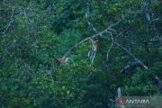 Pemanasan Global Mendorong Munculnya Tanaman Hemat Air dengan Daun Lebih Lebat