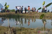 Pemkab Demak menanam 1.500 bibit mangrove untuk cegah rob