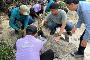 Pemkab tanam mangrove dan lepas tukik pada Hari Lingkungan Hidup