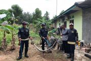 UPTD Damkar Tanjung Uban evakuasi ular piton dua meter