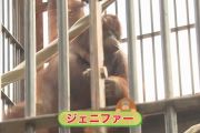 Orangutan Jennifer, Hayato pererat persahabatan Indonesia-Jepang