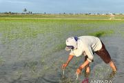 Hadapi El Nino, DTPHP Sidrap percepat masa tanam