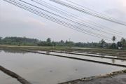 Dinas KPTPH Lampung ingatkan petani lakukan pengendalian OPT sebelum musim tanam padi