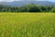 BBRMP Maluku monitoring produksi benih padi sawah di Seram Barat