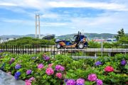 Ride Through a Sea of 900,000 Hydrangeas: Ulsan Namgu's 5th Jangsaengpo Hydrangea Festival Unveils the New Whale Kart