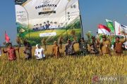 Bupati Demak : Hasil panen padi rata-rata 6,7 ton per hektare